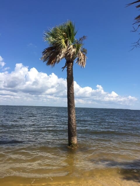Palm Tree in standing water against a blue sky