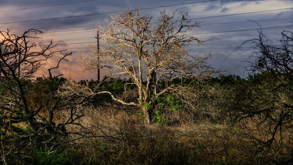 Dead orange trees against an evening sky